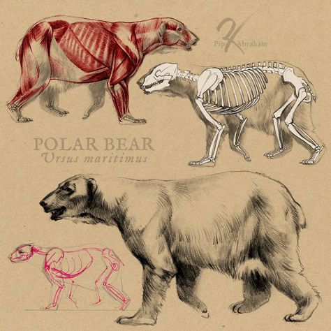 Bear Anatomy Drawing, Mystical Creatures Drawings, Bear Anatomy, Lion Anatomy, Cartoon Anatomy, Polar Bear Drawing, Bear Sketch, Polar Bear Art, Animal Skeletons