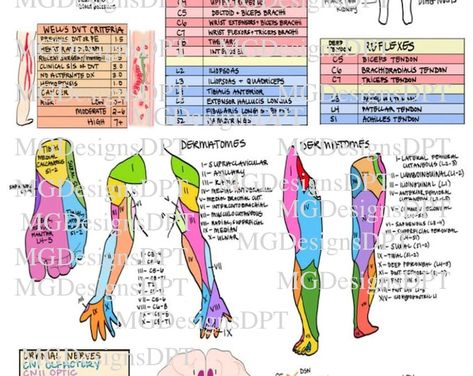 A4 Anatomy Posters - Etsy UK Anatomy And Physiology Notes, Substitute Teacher Tips, Physiology Notes, Anatomy Posters, Pt School, Teacher Tips And Tricks, School Guide, Complex Systems, Substitute Teacher