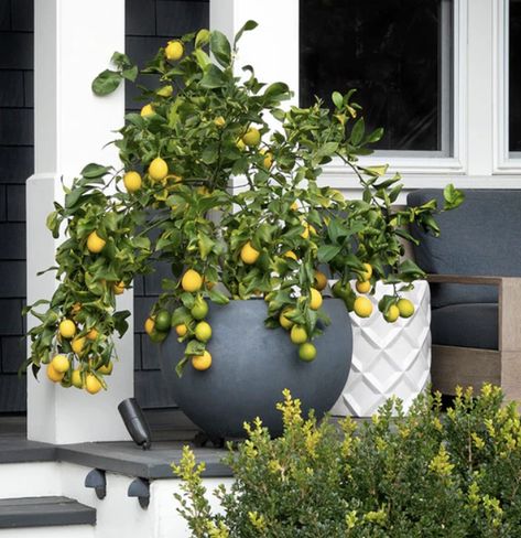 Lemon trees can be a great addition to your garden - and not just because they provide you with lemon juice! They’re also really pretty trees that can thrive in a variety of different climates. So, if you’re on the hunt for a true lemon tree - keep reading to learn about the different types Eureka Lemon Tree, Pink Lemon Tree, Lemon Images, Garden Pool Design, Eureka Lemon, True Lemon, Meyer Lemon Tree, Lemon Trees, Lemon Grove