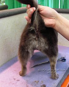 Long Hair Chihuahua Grooming Styles, Long Haired Chihuahua Haircut, Shaved Long Hair, Long Haired Chihuahua Puppies, Long Coat Chihuahua, Chi Dog, Dog Grooming Diy, Long Haired Dogs, Baby Chihuahua