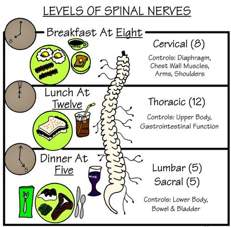 Nursing Classroom, Rehab Nursing, Nurse Practitioner Student, Nurse Jokes, Physical Therapy Assistant, College Nursing, Nursing Mnemonics, Spinal Nerve, Family Nurse Practitioner