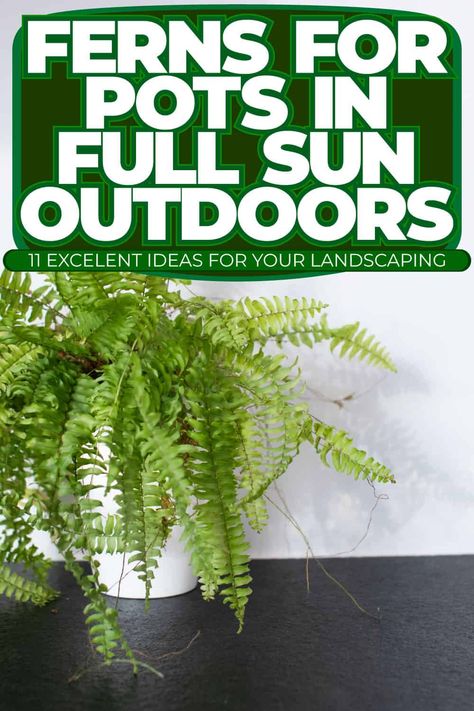 Ferns for Pots in Full Sun Outdoors: Creative Landscaping Ideas Elkhorn Fern, Water Ferns, Creative Landscaping, Types Of Ferns, Ferns Garden, Landscaping Inspiration, Garden Posts, City Garden, Cactus Garden