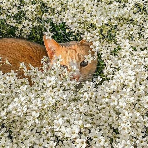 Cottage Core Cat, She And Her Cat, Cottagecore Cat, Orange And White Cat, Ginger Kitten, Dream's Cat, Cat Flowers, Orange Cats, Red Cat