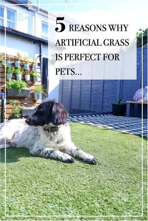 Artificial grass is very popular with pet owners, and I'm sharing my 5 reasons why! #artificialgrass #artificialgrassanddogs #fakelawn #artificiallawn #gardendecor #astroturf #artificialgrassandpets #artificialgrassideas #astroturfideas #fakelawnideas #gardenlawn #grassideas #gardengrass #gardendesign #petsinthegarden #petfriendlygarden #petfriendlygrass #petfriendly Astroturf Garden Ideas, Astroturf Backyard, Pet Friendly Backyard, Turf Backyard, Fake Lawn, Coastal Exterior, Garden Design Inspiration, Beautiful Outdoor Living Spaces, Artificial Lawn