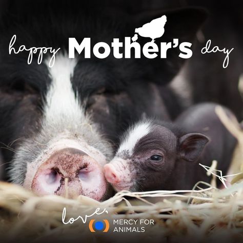 Mercy For Animals on Instagram: “Wishing a very happy Mother's Day to all who are celebrating! 💕” Mercy For Animals, Baby Piglets, Pig Food, Vegan Quotes, Animal Rights Activist, Stop Animal Cruelty, Pet Pigs, Vegan Animals, Vegan Life