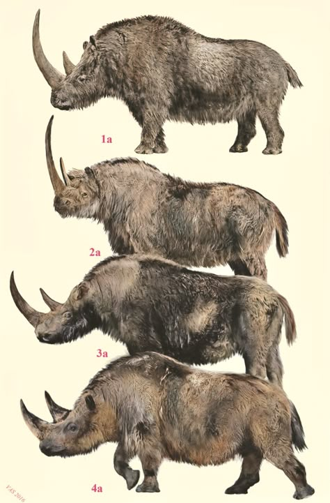 Prehistoric Woolly Rhinoceros. The extinct rhinos depicted in Chauvet cave are famous for black “transverse bands " across their middle. Above are various fur colorations based on the Chauvet drawings. Brazil Animals, Chauvet Cave, Dinosaurs Extinction, Prehistoric Wildlife, Prehistoric World, Ancient Animals, Prehistoric Art, Paleo Art, Extinct Animals