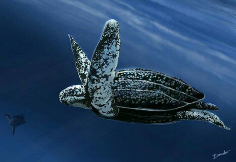 Leatherback Sea Turtle Leatherback Sea Turtle Photography, Sea Turtles Photography, Leatherback Sea Turtle, Sea Turtle Species, Sea Life Creatures, Marine Turtle, Turtle Quilt, Turtle Sculpture, Ocean At Night