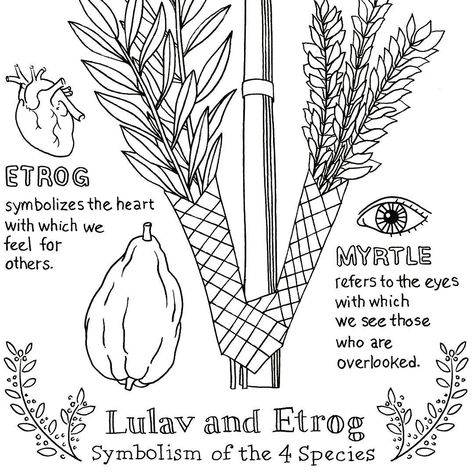 Today is the first day of #Sukkot - one of my favorite Jewish holidays. Wrote a brief description on my blog along with a free download of this #illustration I did on the #symbolism of the #lulav and #etrog (link to blog post in profile). Wishing you all a #happysukkot and #chagsameach !!!! #sukkot2016 #jewishholiday #judaica Today is the first day of #Sukkot - one of my favorite Jewish holidays. Wrote a brief description on my blog along with a free download of this #illustration I did on t... Sukkot Coloring Pages, Sukkot Images, Yom Kippur Coloring Pages, Sukkot Activities For Kids, Sukkot Projects, Sukkot Activities, Lulav And Etrog, Sukkot Crafts, Hebrew School Activities