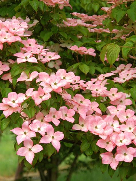 Southern Planters 6.08-Gallon (s) Pink Flowering Kousa Pink Dogwood In Pot (With Soil) Lowes.com Kousa Dogwood, Dogwood Tree, Pink Dogwood, Dogwood Trees, Garden Trees, House Things, Things To Buy, Soil, Trees