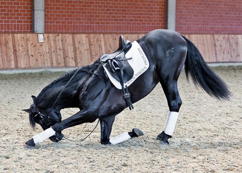 Kneeling Stallion | Flickr - Photo Sharing! Horse Bowing, Horse Bow, Equestrian Dressage, Black Stallion, Dressage Horses, Most Beautiful Animals, Majestic Horse, Breyer Horses, Horse Crazy