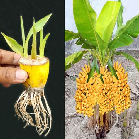 How To Grow Bananas From Fruit, Grow Banana Tree From Banana, How To Grow A Banana Tree From A Banana, Banana Tree From Banana, Indoor Banana Tree, Growing Bananas, Grow Banana Tree, How To Grow Bananas, Fruit Tree Garden