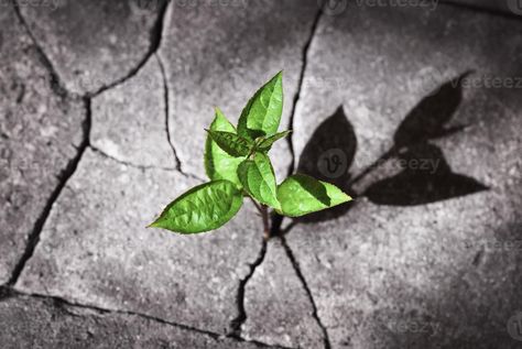 New life concept, small tree sprout growing in ruins, plant grown on the rock, recovery, revival, resilience, power of nature idea Sprout Growing, Plant Images, Sermon Series, Power Of Nature, Small Trees, New Life, Sprouts, The Rock, Art Wallpaper