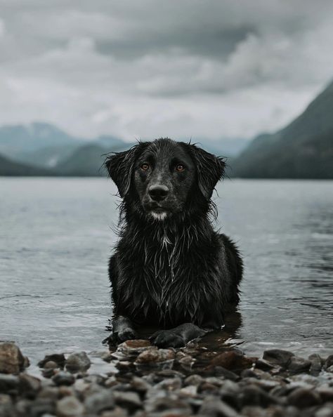 Black Dog Photography, Interior Design Spaces, Dog Photoshoot Pet Photography, Lost Forest, Pet Portraits Photography, Dog Photoshoot, Random Images, Really Cute Dogs, Cute Dog Pictures