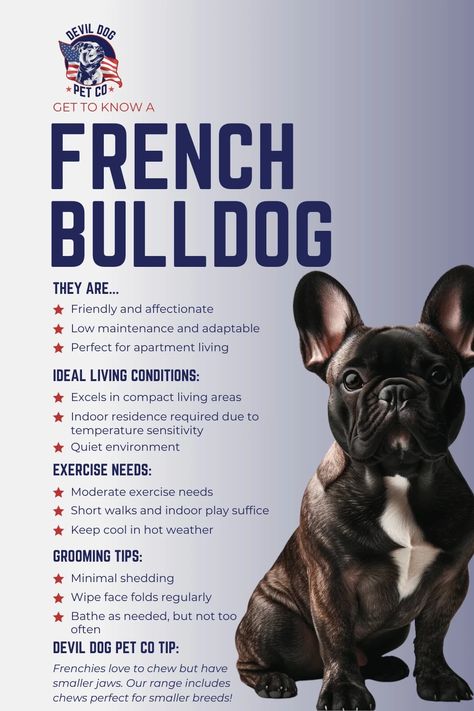 Uncover the allure behind the French Bulldog, a breed that combines charm, spunk, and a dash of sass in a compact package. From their bat-like ears to their comedic antics, Frenchies have captured hearts worldwide. Explore the quirks, care tips, and reasons why this little dog leaves a big impression. #FrenchieFever #FrenchBulldogLife #FrenchieFans #DogsofParis #BatEarsBigHeart #FrenchiesRule #CompactCanines #BulldogBuzz #UrbanPups #LittleDogBigCity #FrenchieFacts Frenchie Care Tips, Frenchie Puppy Training, French Bulldog Training Tips, French Bulldog Tips, French Bulldog Care Tips, Frenchie Facts, Frenchie Tips, French Puppies