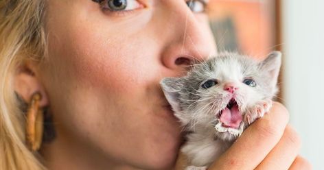 Cat Foster, Kitten Lady, Feeding Kittens, World Cat Day, Morning Cat, Orange Kittens, Foster Kittens, Cute Kitten Gif, Kitten Gif