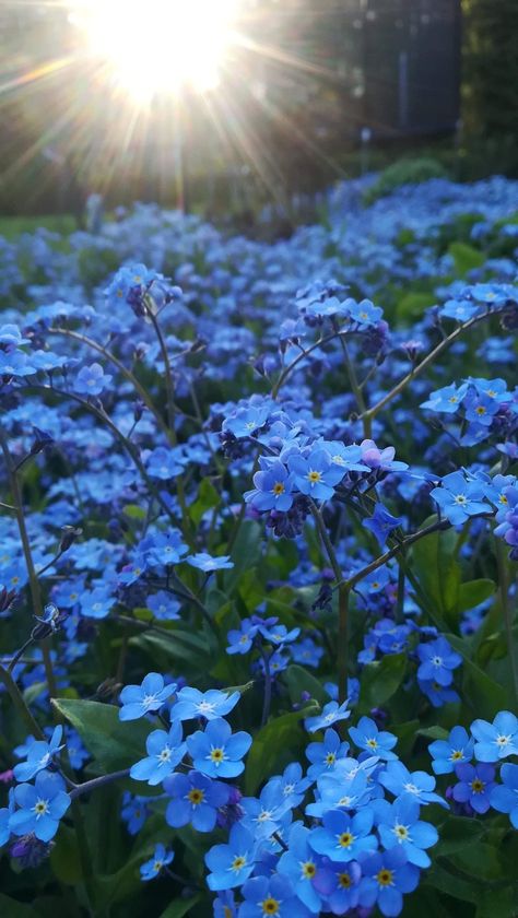 Shayla + Core + Aesthetic, Forget Me Not Flowers Wallpaper, Forget Me Not Flowers Aesthetic, Beautiful Flowers Images Hd, Blue Flowers Aesthetic, Diy Wedding Cake Stand, Forget Me Knots, Wedding Cake Stands, Patio Gazebo