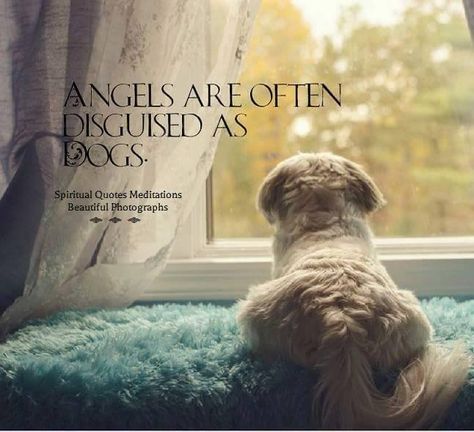 Angels are often disguised as dogs. YES, this is true..very true.. Cotton De Tulear, Chien Golden Retriever, Dog Rules, Animal Quotes, Dog Quotes, 귀여운 동물, Shih Tzu, The Window, Dog Life