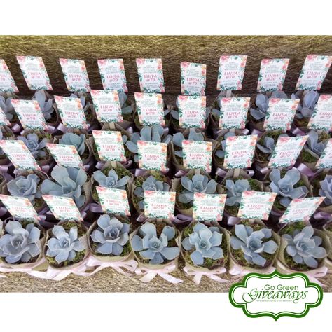 Echeveria Lilacina Succulents 70th Birthday Giveaways Birthday Giveaways, 70th Birthday, Go Green, Bday Party, Party Ideas, Stone, Outdoor Decor, Birthday, Green