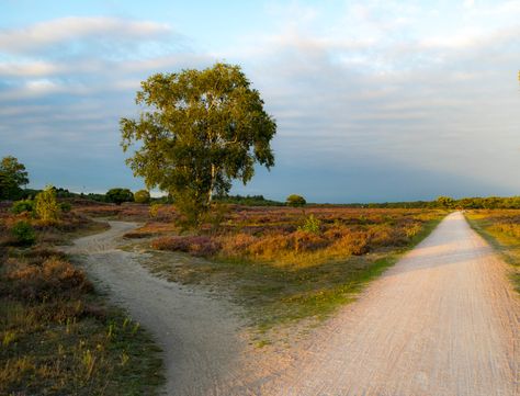 A fork in the road | Anita van Gendt | Flickr Fork In The Road, Outdoor Photographer, Long Shadow, Wonderful Images, Nature Beauty, Beautiful Images, Diy Painting, Fine Art Photography, The Netherlands