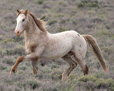 "Sundance", good looking Mustang stallion Horse Majestic, Brindle Horse, Minecraft Horse, Wild Horses Mustangs, Coat Ideas, Horse Running, Beautiful Horse Pictures, Mustang Horse, Horse Boarding