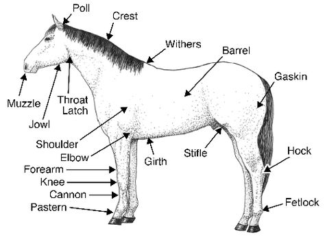 body parts of a horse Parts Of A Horse, Vet Pictures, Horse Lessons, Horse Care Tips, Farm Day, Horse Info, Horse Ideas, Horse Anatomy, Horse Camp