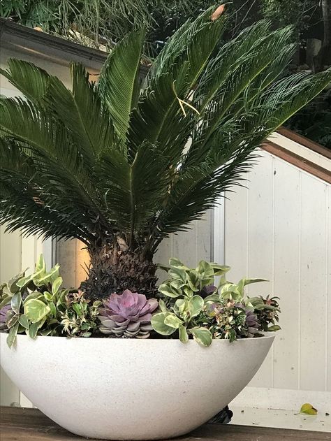 Modern Planters Indoor, Front Yard Planters, Modern Planters Outdoor, Palm Trees Landscaping, Sacred Garden, Pathway Landscaping, Potted Plants Outdoor, Front Landscaping, Outdoor Pots