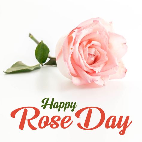 Rose Day Special, Rose Day Wishes, Rose Day Quotes, Happy Rose Day, Rose Day, Day Quotes, Day 7, Day Wishes, Happy Quotes