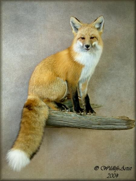 #redfoxtaxidermy #foxtaxidermy #fox #taxidermy Fox Mounts Taxidermy, Hunting Rooms, Red Fox Pictures, Fox Taxidermy, Taxidermy Fox, Taxidermy Shop, Hunting Shack, Taxidermy Wall, Taxidermy Decor