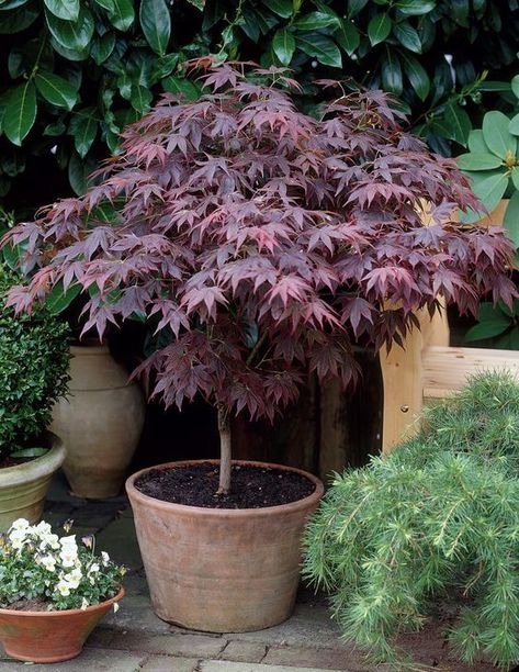 Best Patio Plants, Potted Trees Patio, Japanese Maple Garden, Japanese Garden Landscape, Garden Wood, Simple Garden, Potted Plants Outdoor, Garden Plant Pots, Meditation Garden