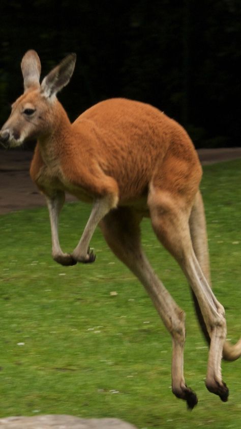 Kangaroo Image, Kangaroo Jumps, Red Kangaroo, Animal Print Wallpaper, Australian Wildlife, Australian Animals, Fluffy Animals, Cute Wild Animals, Wildlife Animals