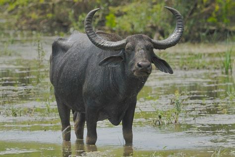 The wild water buffalo is the most likely ancestor of the domestic water buffalo. The wild water buffalo (Bubalus arnee), also called Asian buffalo, Asiatic buffalo and wild buffalo, is a large bovine native to the Indian subcontinent and Southeast Asia. It has been listed as Endangered in the IUCN Red List since 1986, as the remaining population totals less than 4,000. Alabai Dog, Male Bear, Aggressive Animals, Science Knowledge, Strongest Animal, Musk Ox, Wild Waters, Science Skills, Rainforest Animals