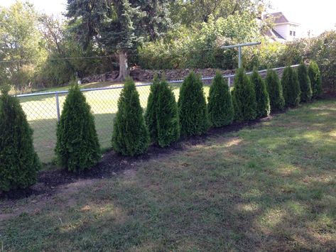 how to plant privacy trees. spacing and watering for emerald green arvorvitae Arborvitae Landscaping, Tree Hedge, Best Trees For Privacy, Fence Trees, Giant Arborvitae, Emerald Green Arborvitae, Arborvitae Tree, Privacy Trees, Backyard Trees