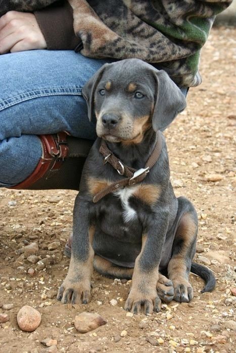 Cute Blue Lacy Dog Blue Lacy Dog, Doberman Puppies, Organic Dog Food, English Shepherd, Blue Lacy, Dogs Stuff, Catahoula Leopard Dog, Catahoula Leopard, Dogs Breeds