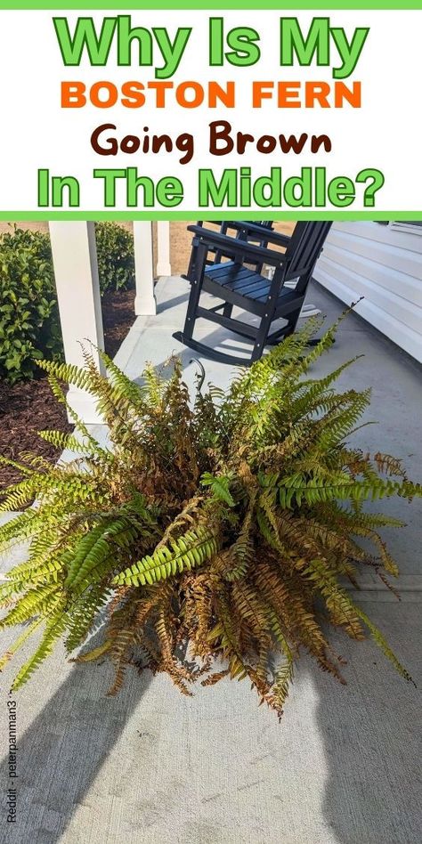 "Boston fern care, Preventing browning in Boston fern, Troubleshooting 
Boston fern browning, Boston fern brown middle, Boston fern care tips, 
Reviving Boston fern, Boston fern brown leaves, Boston fern water needs, 
Boston fern sunlight requirements
How To Grow A Boston Fern
- Boston Fern Winter Care
- Boston Fern Care
- Boston Fern Care Outdoor
- Why Is My Boston Fern Turning Brown
- Boston Fern Leaves Turning Brown
- Boston Fern Turning Brown
-boston fern dry leaves" Boston Fern Indoor, Water Ferns, Ferns Care, Types Of Ferns, Boston Fern, Indoor Plant Care, Fern Plant, Hardy Plants, Outdoor Inspirations