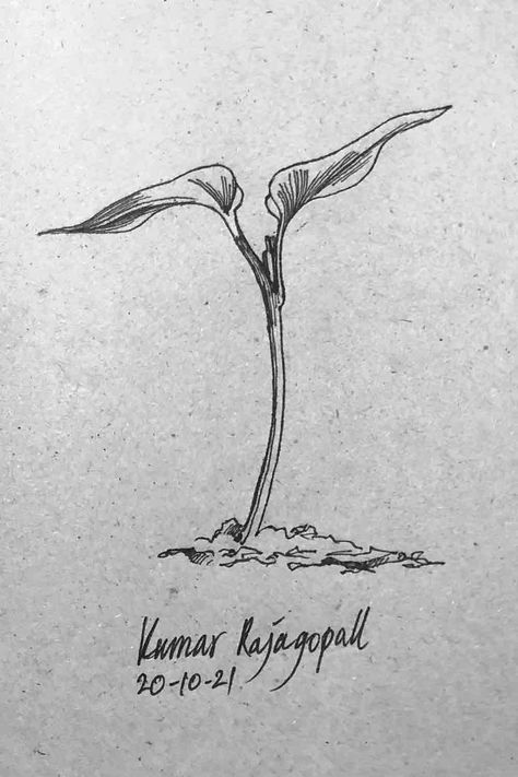 Pen and Ink drawing for Inktober2021- Sprout Sprouts Drawing, Sprout Drawing, Plant Sketches, Pen Drawings, Christian Business, Tiny Plants, Ink Pen, Ink Illustrations, Ink Pen Drawings