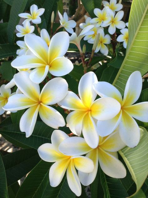 Fiori Frangipani, Photos Flowers, Plumeria Flowers, Nothing But Flowers, Beautiful Flowers Garden, Flower Therapy, Beautiful Flowers Pictures, Authentic Self, Human Art