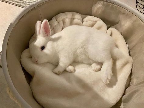 Misty and Sky 🤍 on Instagram: “Bought a new bed to sleep for this baby 🥰🐰🤍 #sky #bunny #boy #bun #dwarf #rabbit #bunnies #animals #white #cute #love #happy #sleep” Bunnies Sleeping, Bunny Cuddle, Bunny Pet Bed, Funny Bunny Videos, Bunny Pet Aesthetic, Bunny Care Tips, White Fluffy Bunny Aesthetic, Silly Rabbit, Bunny Room