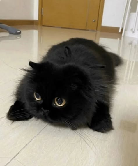 Black Fluffy Cat, Fluffy Black Cat, Black Kitties, Black Kitty, Cats Black, Cute Cats Photos, Cute Black Cats, Cute Kitties, A Black Cat