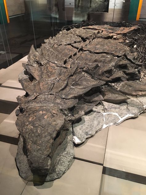 Definitely the most beautiful ankylosaur specimen in the world, the fabulous Borealopelta @RoyalTyrrell Prehistoric Wildlife, Animal Skeletons, Fossil Bones, Dinosaur Pictures, Rocks And Fossils, Dinosaur Skeleton, Ancient Animals, Image Nature, Paleo Art