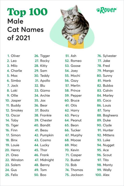 The results are in for 2021’s most popular male cat names in the US. If you’ve ever named a cat, you know how important it is to find the perfect name—one that matches their unique personality and maybe says a little about you, too. Kitten Breeds Chart, Plushie Names List, Make Cat Names, Name Cat Ideas, Rare Cat Names, Korean Cat Names, Aesthetic Pet Names, Names For Girl Cats, Name For Cats