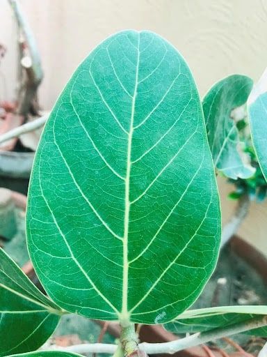 Propagating Ficus Tree, Ficus Burgundy Care, Ficus Altissima Care, Ficus Audrey, Ficus Benghalensis Audrey, Variegated Ficus Elastica, Ficus Benghalensis, Ficus Microcarpa, Ficus Elastica