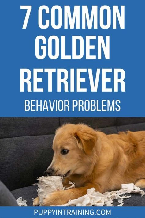 Golden Retriever Care, Golden Retriever Puppy Training, Golden Retriever Grooming, Golden Retriever Training, Destructive Behavior, New Puppy Checklist, Pet Muzzles, Puppy Barking, Puppies Tips