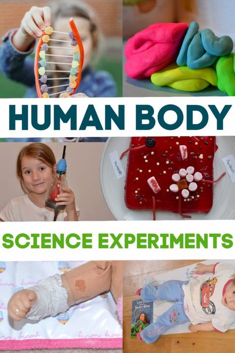 Science experiments for learning about the Human body Human Body Science Experiments, Human Body Experiments, Human Body Homeschool, Human Body Systems Projects, Body Systems Project, Human Body Crafts, Human Body Unit Study, Biology Experiments, Human Body Projects