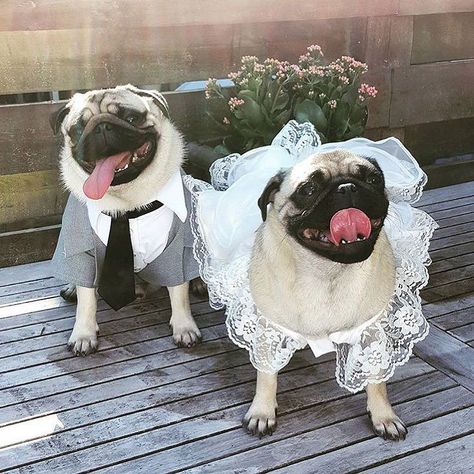 The pug wedding of the year happened today between @beer_the_pug and @isabella_thepug! Want to be featured on our Instagram? Tag your photos with #thepugdiary for your chance to be featured. Pug Wedding, Dog Ring Bearer, Pug Dogs, Pug Pictures, Dog Ring, Wedding Of The Year, Pug Mom, Vizsla Puppies, Cute Pugs