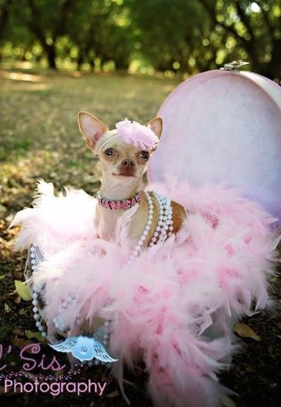 My Chihuahua Bianca's Glamour Shots. Sooo Chic. Dog Glamour Shots, Chihuahua Princess, Chihuahuas Dogs, Photobooth Ideas, Chihuahua Mom, Cute Chihuahuas, Zsa Zsa, Long Haired Chihuahua, Cute Chihuahua