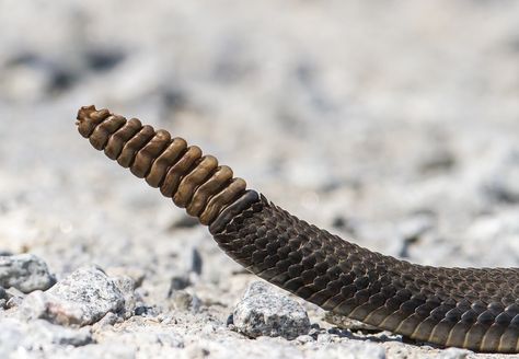 rattlesnake rattle | Roads End Naturalist Rattlesnake Rattle, Snake Tail, Avatar Oc, Snake Tattoo Design, Snake Venom, Deep Woods, In The Deep, Snake Tattoo, Komodo