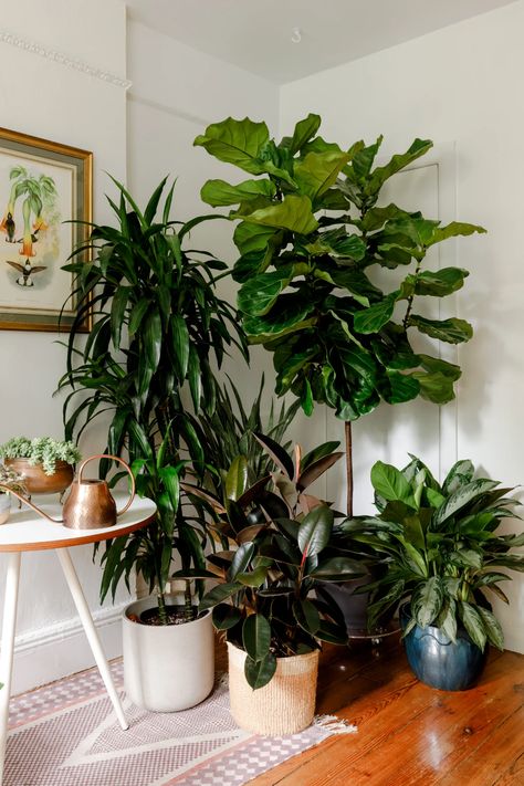 Interior Design Plants, Indoor Plants Styling, Plant Goals, Hanging Plants Indoor, Home Decor Ideas Living Room, Plant Decor Indoor, Office Plants, Plant Aesthetic, House Plants Decor