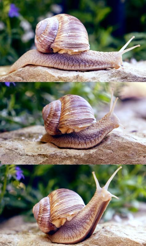 Snail Image, Snail Farming, Pet Snails, Snail Art, Molluscs, Beautiful Bugs, Bugs And Insects, Animal Photo, Aquarium Fish