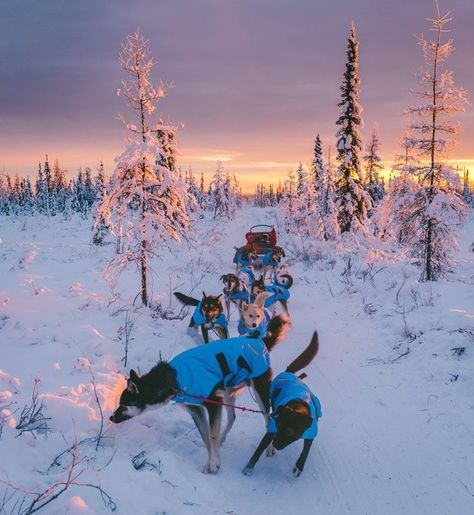 Best Winter Destinations, Gorilla Trekking, Visit Alaska, True Winter, Winter Destinations, Snow Dogs, Dog Sledding, Great Barrier Reef, Travel News