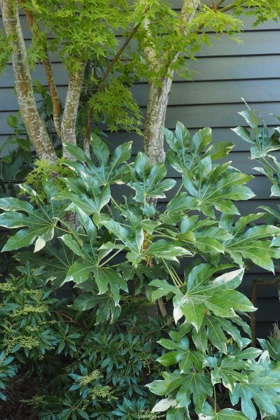 Shady Borders Uk, Shady Border Plants Uk, Shady Corner Garden Ideas, Shade Planting, Shady Border, Courtyard Garden Design, Japanese Courtyard, Best Plants For Shade, Garden Ideas Uk